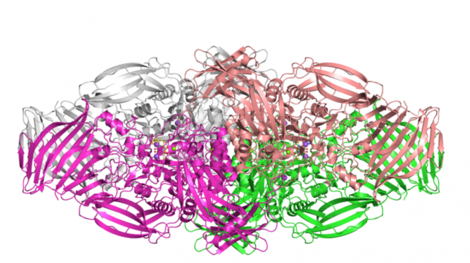 Visualization of the structure of beta-galactosidase from the EMPIAR database